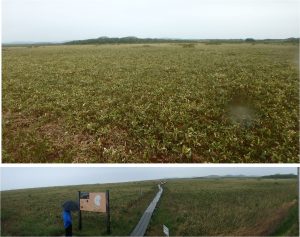 ■空港公園メグマ沼散策20160604 (1)