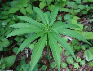 ★クルマバツクバネソウ植物　姫沼20160602 (10)