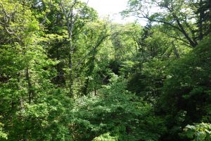 植物　姫沼20160602  (11)