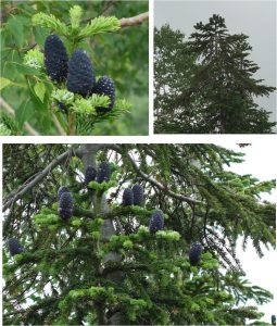 ◆展望湿原から下山中の景色20160723 (34)オオシラビソ球果-2