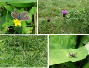 ◆花と蝶と虫　ロープウェイから栂池ヒュッテ周辺20160723 (82)