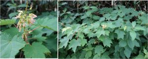 ◆花-3　ロープウェイから栂池ヒュッテ周辺20160723 (66)