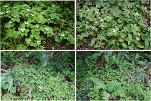 ★コゼンタチバナ-1　展望湿原から下山中の景色20160723 (73)