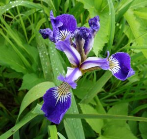 ★ヒオウギアヤメ　水芭蕉湿原20160723 (23)