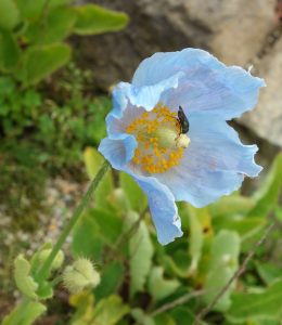 白馬五竜高山植物園20160724 (539)