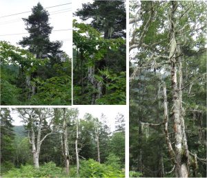 ◆サルオガセ-栂池ロープウエーからの景色20160723 (21)