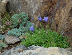 白馬五竜高山植物園20160724 (448)イワギキョウ
