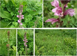 ★オニシオガマ　水芭蕉湿原20160723 (20)