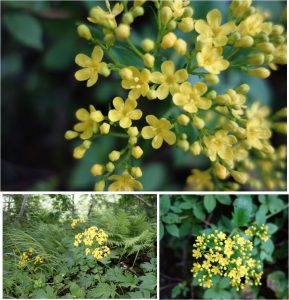 ★ハクサンオミナエシ　展望湿原から下山中の景色20160723 (40)