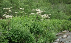 ★ミヤマシシウド　楠川20160723 (7)