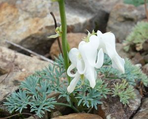 白馬五竜高山植物園20160724コマクサ (5)