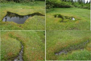 ◇湿原-2　わたすげ湿原20160723 (25)