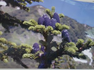 栂池ロープウエーからの景色20160723 (9)