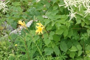 %e2%98%85%e7%99%bd%e9%a6%ac%e4%ba%94%e7%ab%9c%e9%ab%98%e5%b1%b1%e6%a4%8d%e7%89%a9%e5%9c%9220160724%e3%83%8b%e3%83%83%e3%82%b3%e3%82%a6%e3%82%ad%e3%82%b9%e3%82%b2583