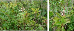 %e2%98%85%e7%99%bd%e9%a6%ac%e4%ba%94%e7%ab%9c%e9%ab%98%e5%b1%b1%e6%a4%8d%e7%89%a9%e5%9c%9220160724-%e3%83%9b%e3%83%84%e3%83%84%e3%82%b8261