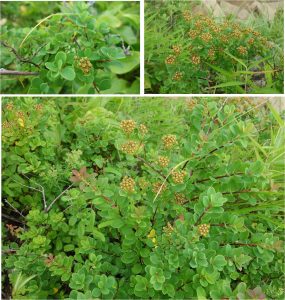 %e2%96%a1%e3%82%a2%e3%83%ab%e3%83%97%e3%82%b9%e5%b9%b3%e3%81%ae%e5%ae%9f%e3%80%80%e7%99%bd%e9%a6%ac%e4%ba%94%e7%ab%9c%e9%ab%98%e5%b1%b1%e6%a4%8d%e7%89%a9%e5%9c%9220160724-279