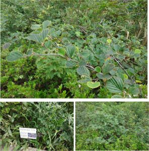 %e2%98%85%e3%83%9e%e3%83%ab%e3%83%90%e3%83%9e%e3%83%b3%e3%82%b5%e3%82%af%e7%99%bd%e9%a6%ac%e4%ba%94%e7%ab%9c%e9%ab%98%e5%b1%b1%e6%a4%8d%e7%89%a9%e5%9c%9220160724-169