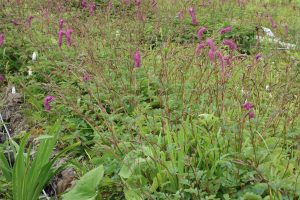 %e2%98%85%e7%99%bd%e9%a6%ac%e4%ba%94%e7%ab%9c%e9%ab%98%e5%b1%b1%e6%a4%8d%e7%89%a9%e5%9c%9220160724-%e3%82%ab%e3%83%a9%e3%82%a4%e3%83%88%e3%82%bd%e3%82%a6548