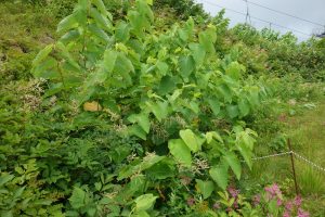 %e2%98%85%e7%99%bd%e9%a6%ac%e4%ba%94%e7%ab%9c%e9%ab%98%e5%b1%b1%e6%a4%8d%e7%89%a9%e5%9c%9220160724%e3%82%aa%e3%82%aa%e3%82%a4%e3%82%bf%e3%83%89%e3%83%aa-333