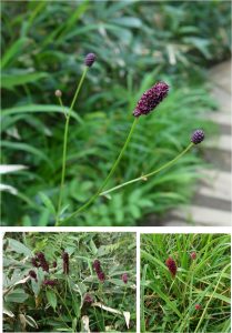 %e2%98%85%e3%83%af%e3%83%ac%e3%83%a2%e3%82%b3%e3%82%a6%e7%99%bd%e9%a6%ac%e4%ba%94%e7%ab%9c%e9%ab%98%e5%b1%b1%e6%a4%8d%e7%89%a9%e5%9c%9220160724