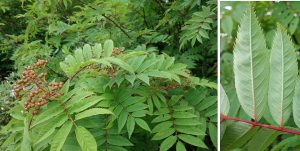 %e2%98%85%e3%83%8a%e3%83%8a%e3%82%ab%e3%83%9e%e3%83%89-%e7%99%bd%e9%a6%ac%e4%ba%94%e7%ab%9c%e9%ab%98%e5%b1%b1%e6%a4%8d%e7%89%a9%e5%9c%9220160724