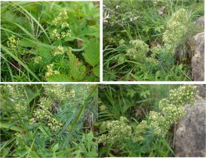 %e2%96%a1%e3%82%a2%e3%83%ab%e3%83%97%e3%82%b9%e5%b9%b3%e3%81%ae%e9%bb%84%e8%89%b2%e3%81%84%e8%8a%b1%e3%80%80%e7%99%bd%e9%a6%ac%e4%ba%94%e7%ab%9c%e9%ab%98%e5%b1%b1%e6%a4%8d%e7%89%a9%e5%9c%9220160724-2