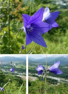 ★展望台　植物　リンドウ　岩岳どんぐり村20160724 (21)
