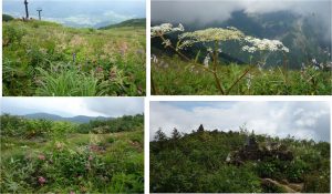 %e2%96%a1%e6%99%af%e8%89%b2%e3%80%80%e7%99%bd%e9%a6%ac%e4%ba%94%e7%ab%9c%e9%ab%98%e5%b1%b1%e6%a4%8d%e7%89%a9%e5%9c%9220160724-340