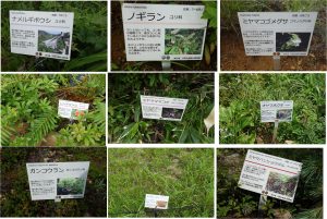 %e2%96%a1%e3%82%a2%e3%83%ab%e3%83%97%e3%82%b9%e5%b9%b3%e6%a4%8d%e7%89%a9%e7%9c%8b%e6%9d%bf%e3%80%80%e7%99%bd%e9%a6%ac%e4%ba%94%e7%ab%9c%e9%ab%98%e5%b1%b1%e6%a4%8d%e7%89%a9%e5%9c%9220160724