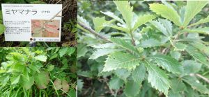 %e2%98%85%e3%83%9f%e3%83%a4%e3%83%9e%e3%83%8a%e3%83%a9%e3%80%80%e7%99%bd%e9%a6%ac%e4%ba%94%e7%ab%9c%e9%ab%98%e5%b1%b1%e6%a4%8d%e7%89%a9%e5%9c%9220160724-193