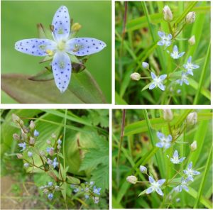 %e2%98%85%e3%83%8f%e3%83%83%e3%83%9d%e3%82%a6%e3%82%bf%e3%82%ab%e3%83%8d%e3%82%bb%e3%83%b3%e3%83%96%e3%83%aa%e7%99%bd%e9%a6%ac%e4%ba%94%e7%ab%9c%e9%ab%98%e5%b1%b1%e6%a4%8d%e7%89%a9%e5%9c%9220160724