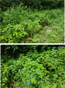 %e2%98%85%e7%99%bd%e9%a6%ac%e4%ba%94%e7%ab%9c%e9%ab%98%e5%b1%b1%e6%a4%8d%e7%89%a9%e5%9c%9220160724-%e3%82%a8%e3%82%be%e3%82%a2%e3%82%b8%e3%82%b5%e3%82%a4124