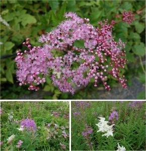 %e2%98%85%e7%99%bd%e9%a6%ac%e4%ba%94%e7%ab%9c%e9%ab%98%e5%b1%b1%e6%a4%8d%e7%89%a9%e5%9c%9220160724%e3%82%b7%e3%83%a2%e3%83%84%e3%82%b1%e3%82%bd%e3%82%a6-10