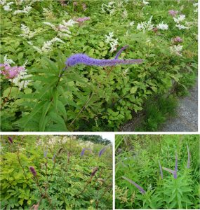 %e2%98%85%e7%99%bd%e9%a6%ac%e4%ba%94%e7%ab%9c%e9%ab%98%e5%b1%b1%e6%a4%8d%e7%89%a9%e5%9c%9220160724%e3%82%af%e3%83%b3%e3%82%ac%e3%82%a4%e3%82%bd%e3%82%a6-32