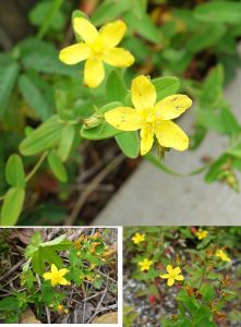 %e2%98%85%e7%99%bd%e9%a6%ac%e4%ba%94%e7%ab%9c%e9%ab%98%e5%b1%b1%e6%a4%8d%e7%89%a9%e5%9c%9220160724-%e3%82%aa%e3%83%88%e3%82%ae%e3%83%aa%e3%82%bd%e3%82%a6331