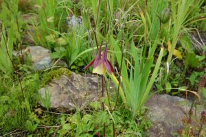 %e2%98%85%e7%99%bd%e9%a6%ac%e4%ba%94%e7%ab%9c%e9%ab%98%e5%b1%b1%e6%a4%8d%e7%89%a9%e5%9c%9220160724-%e3%82%aa%e3%83%80%e3%83%9e%e3%82%ad