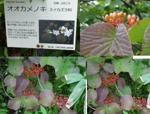 %e2%98%85%e3%82%aa%e3%82%aa%e3%82%ab%e3%83%a1%e3%83%8e%e3%82%ad%e3%80%80%e7%99%bd%e9%a6%ac%e4%ba%94%e7%ab%9c%e9%ab%98%e5%b1%b1%e6%a4%8d%e7%89%a9%e5%9c%9220160724-193