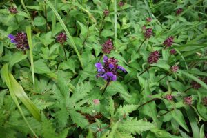 %e2%98%85%e7%99%bd%e9%a6%ac%e4%ba%94%e7%ab%9c%e9%ab%98%e5%b1%b1%e6%a4%8d%e7%89%a9%e5%9c%9220160724%e3%82%bf%e3%83%86%e3%83%a4%e3%83%9e%e3%82%a6%e3%83%84%e3%83%9c%e3%82%b0%e3%82%b5-154