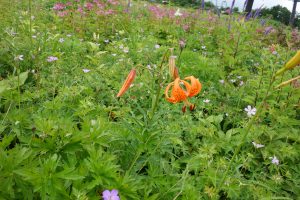 %e2%98%85%e7%99%bd%e9%a6%ac%e4%ba%94%e7%ab%9c%e9%ab%98%e5%b1%b1%e6%a4%8d%e7%89%a9%e5%9c%9220160724-%e3%82%b3%e3%82%aa%e3%83%8b%e3%83%a6%e3%83%aa586