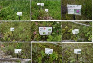 %e3%83%aa%e3%83%95%e3%83%88%e4%b8%8b%e3%81%ae%e8%8a%b1%e7%9c%8b%e6%9d%bf-2