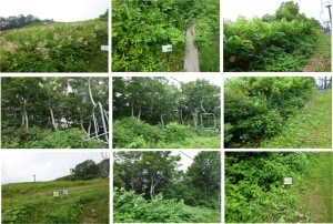 %e3%83%aa%e3%83%95%e3%83%88%e4%b8%8b%e3%81%ae%e8%8a%b1-3