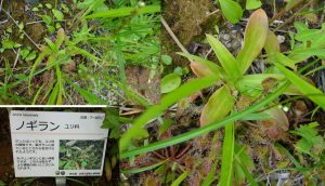 %e2%98%85%e3%83%8e%e3%82%ae%e3%83%a9%e3%83%b3%e3%80%80%e7%99%bd%e9%a6%ac%e4%ba%94%e7%ab%9c%e9%ab%98%e5%b1%b1%e6%a4%8d%e7%89%a9%e5%9c%9220160724-%e3%83%8e%e3%82%ae%e3%83%a9%e3%83%b3