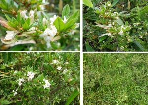 %e2%98%85%e3%82%aa%e3%82%aa%e3%82%b3%e3%83%a1%e3%83%84%e3%83%84%e3%82%b8%e7%99%bd%e9%a6%ac%e4%ba%94%e7%ab%9c%e9%ab%98%e5%b1%b1%e6%a4%8d%e7%89%a9%e5%9c%9220160724