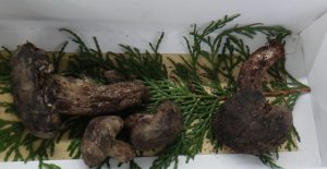 %e3%81%8d%e3%81%ae%e3%81%93%e3%83%ad%e3%83%bc%e3%82%b8